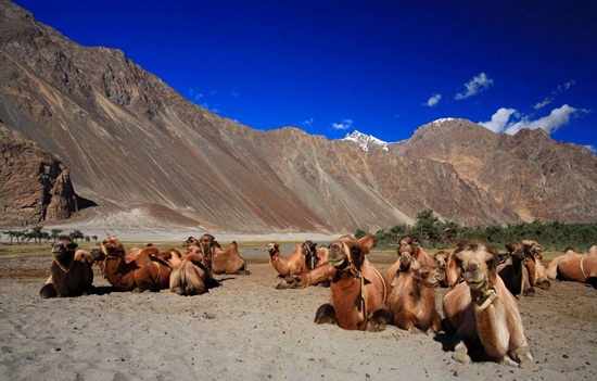 Nubra Valley Ladakh - where to spend summers in India - Travel to