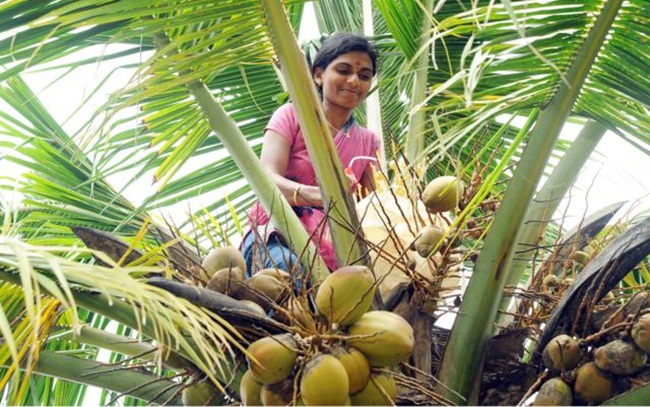 Coconut Trees In Kerala