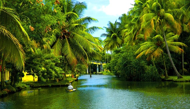 Coconut trees in Kerala Backwaters